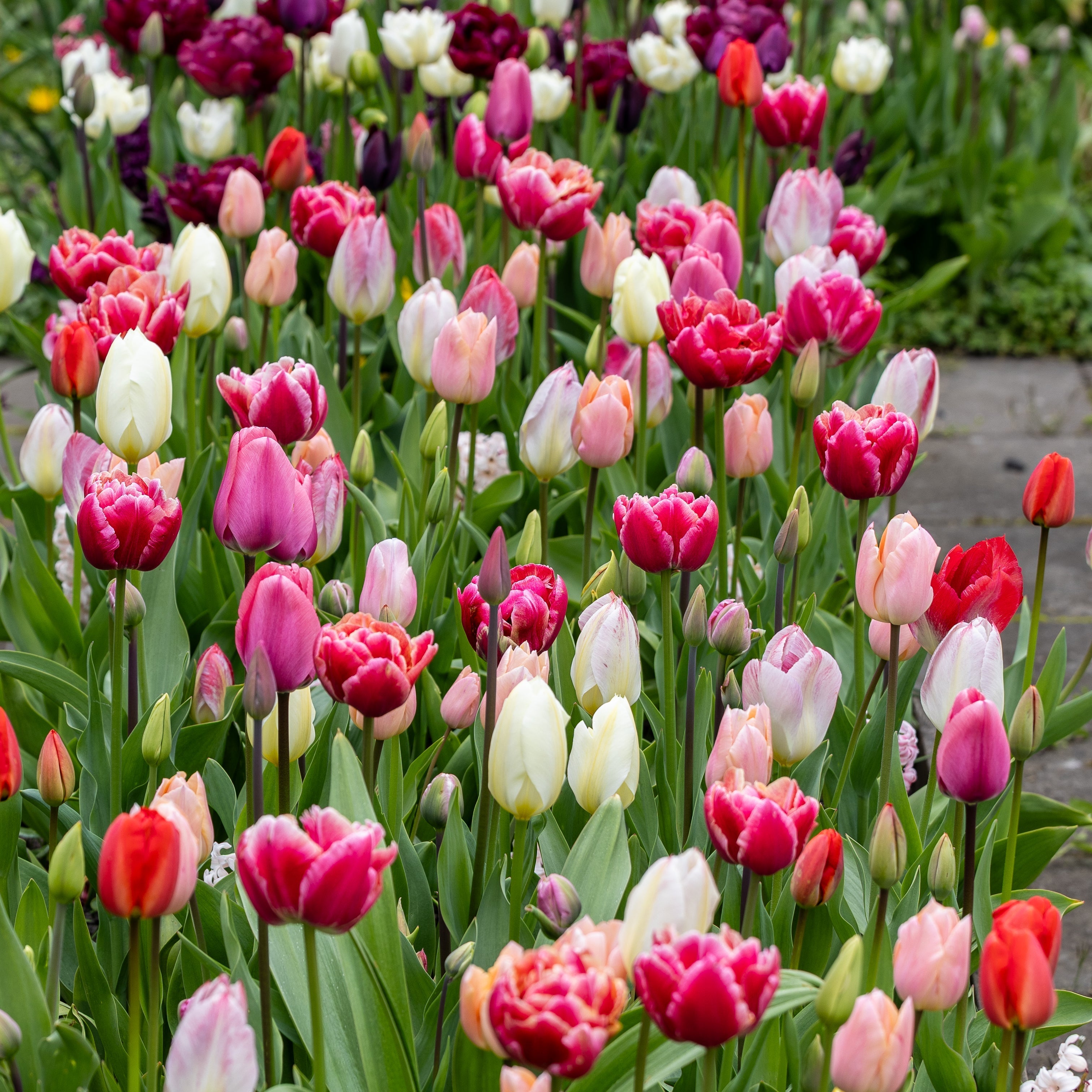 Tulpenmischungen - Bloomenwelt
