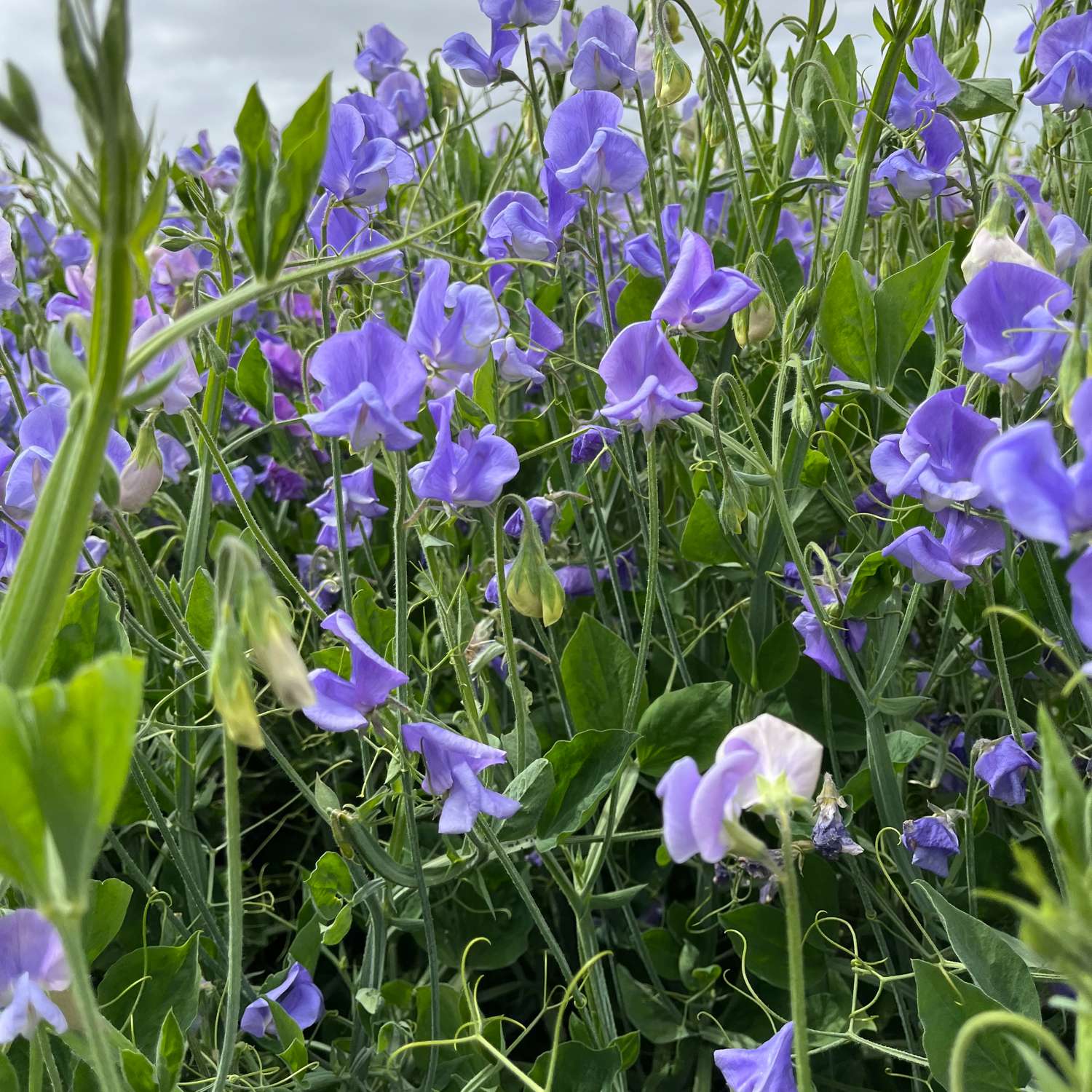 Duftwicken