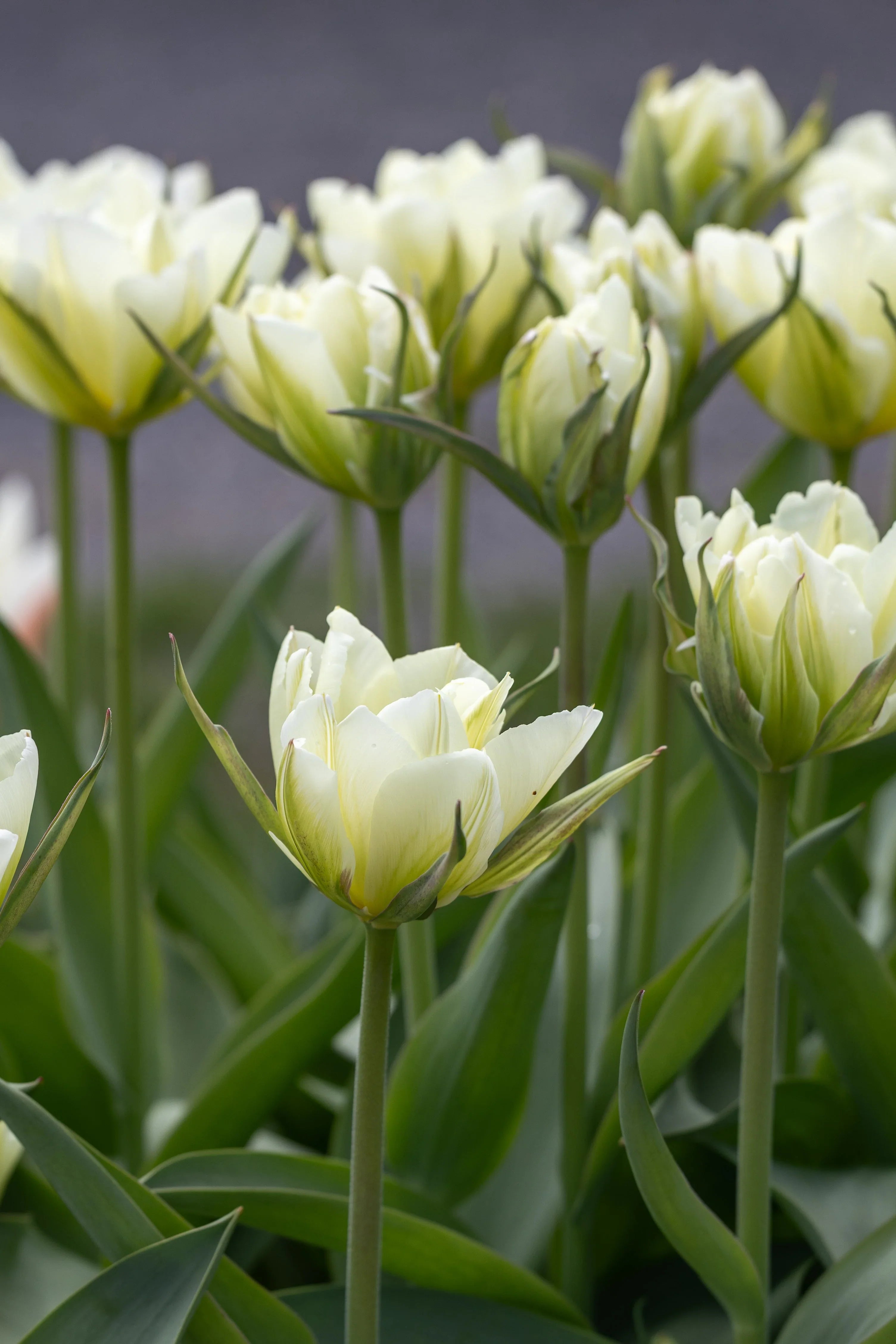 Viridiflora-Tulpen