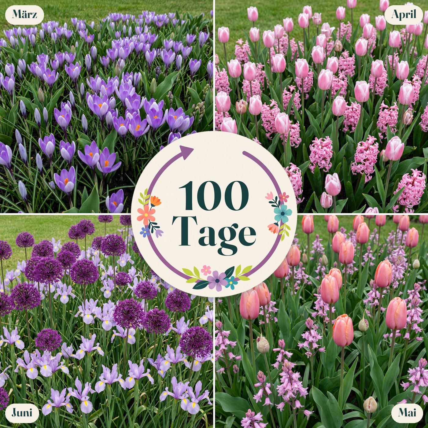Fertigbeet '100 Tage – Rosa & Lila' (1 m²)