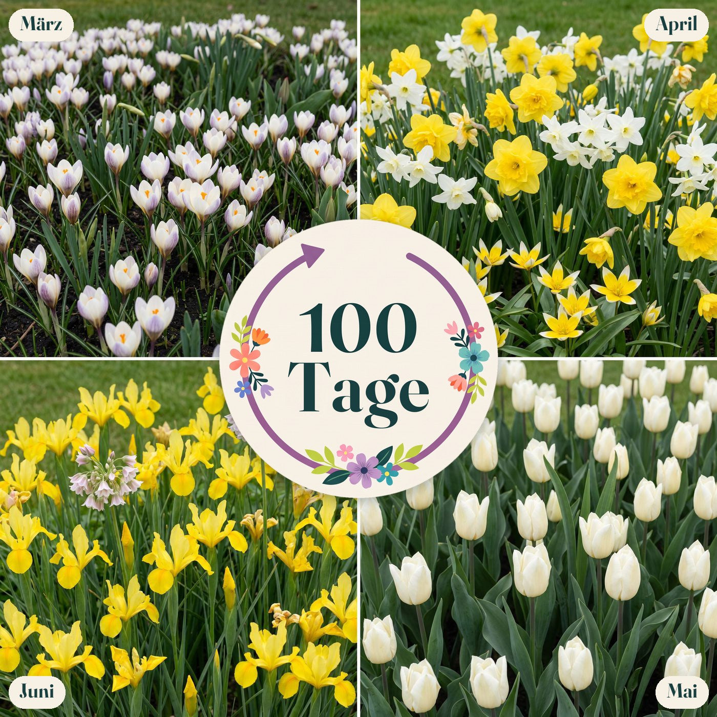 Fertigbeet '100 Tage – gelb & weiß' (1 m²)