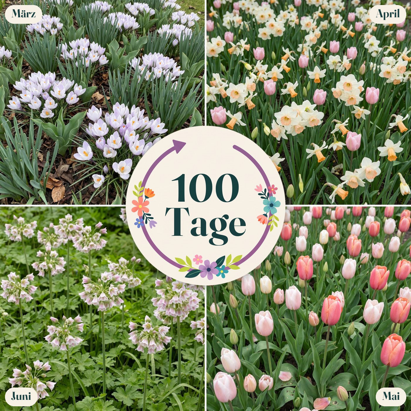 Fertigbeet '100 Tage – pfirsich & weiß' (1 m²)