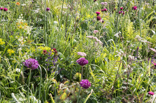 Allium Atropurpereum