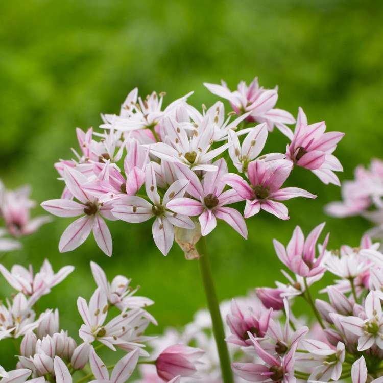 Allium (Zierlauch) 'Cameleon'