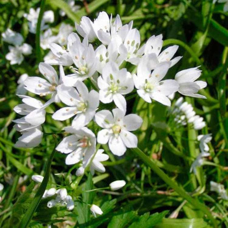 Allium (Zierlauch) 'Cowanii'