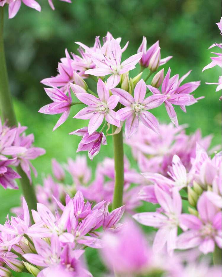 Allium (Zierlauch) 'Eros'