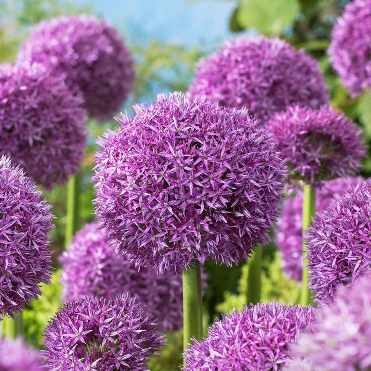 Allium (Zierlauch) 'Globemaster'