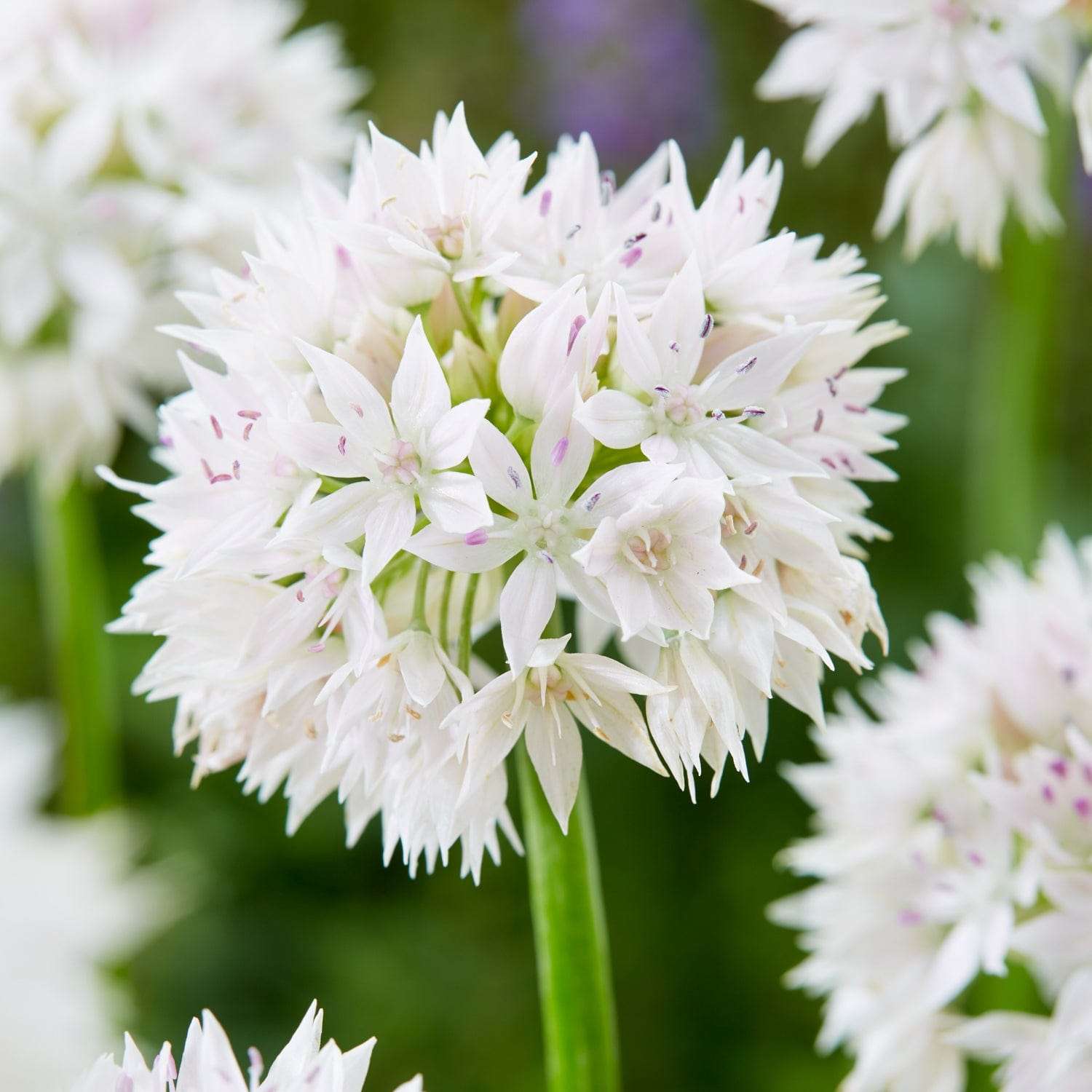 Allium (Zierlauch) 'Graceful Beauty'