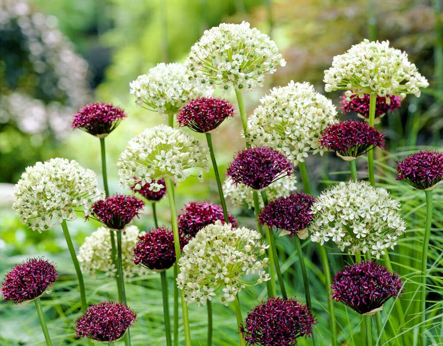 Allium - Mischung (Zierlauch) 'Day & Night' - Allium