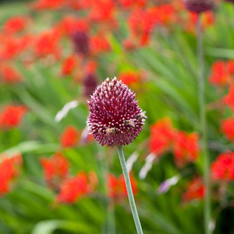 Allium (Zierlauch) 'Red Mohican'