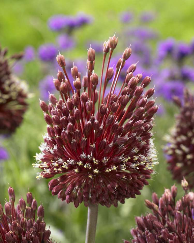 Allium (Zierlauch) 'Red Mohican'