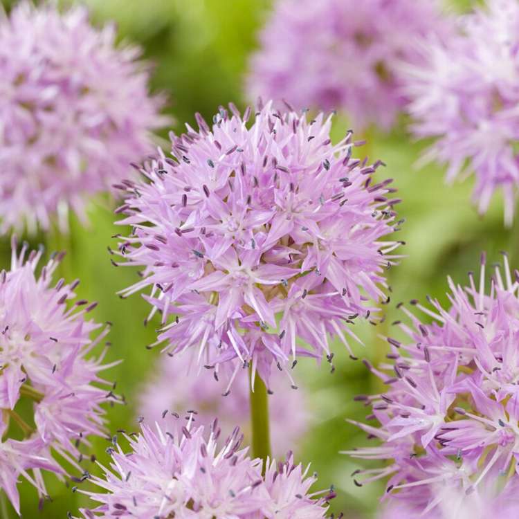 Allium (Zierlauch) 'Rosy Dream'