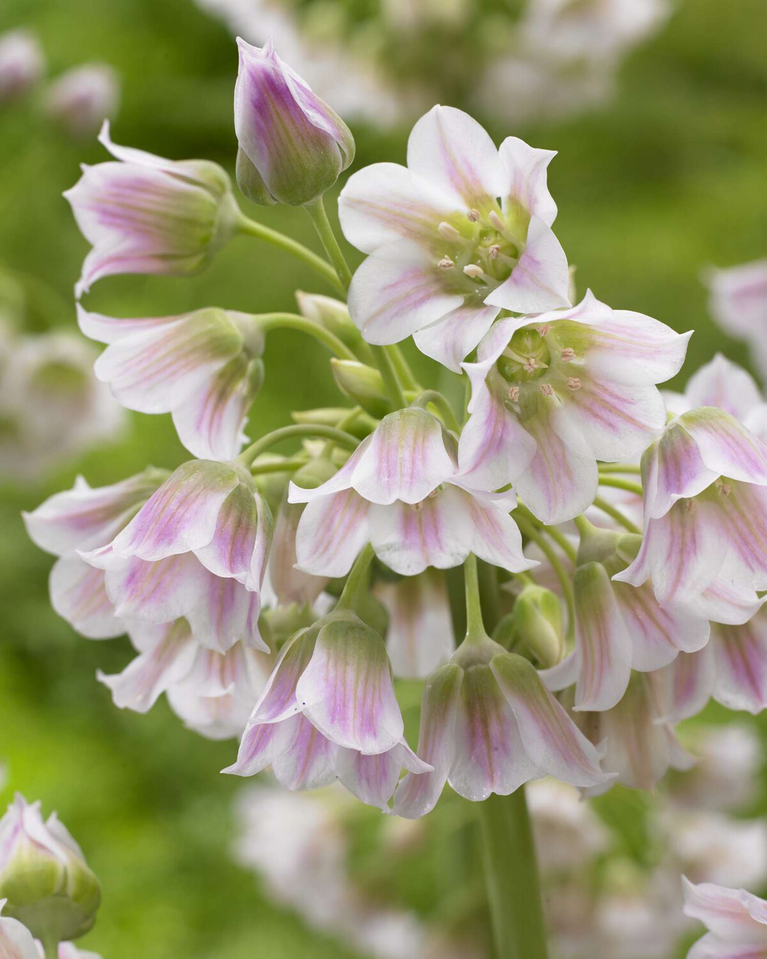 Allium (Zierlauch) 'Tripedale'