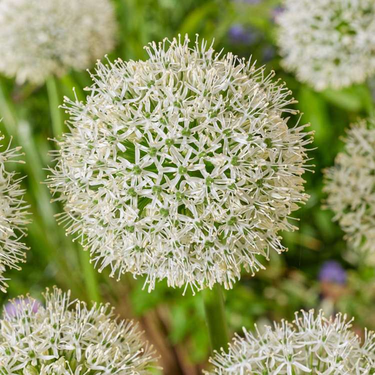 Allium (Zierlauch) 'White Giant'
