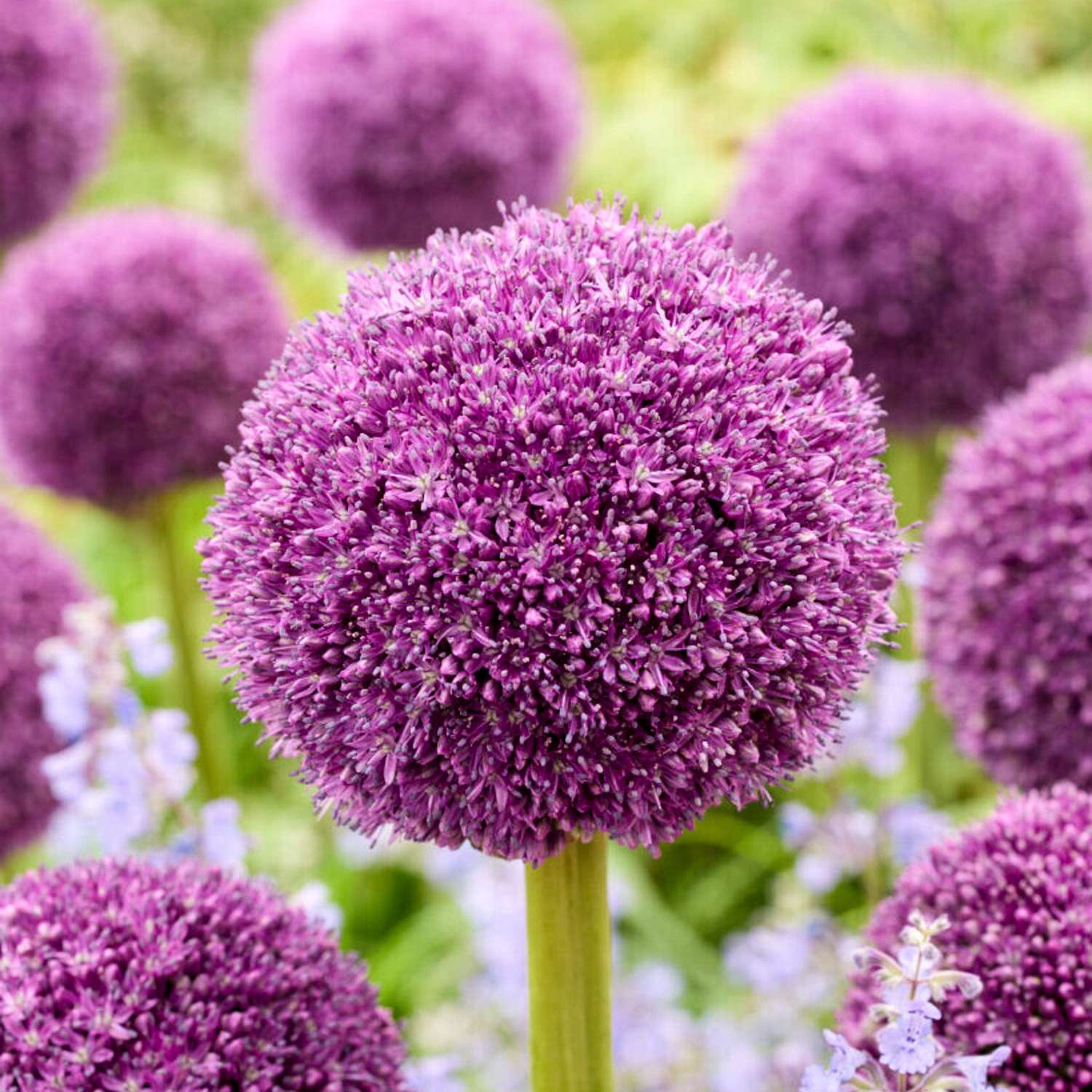 Allium (Zierlauch) 'Ambassador' - Allium