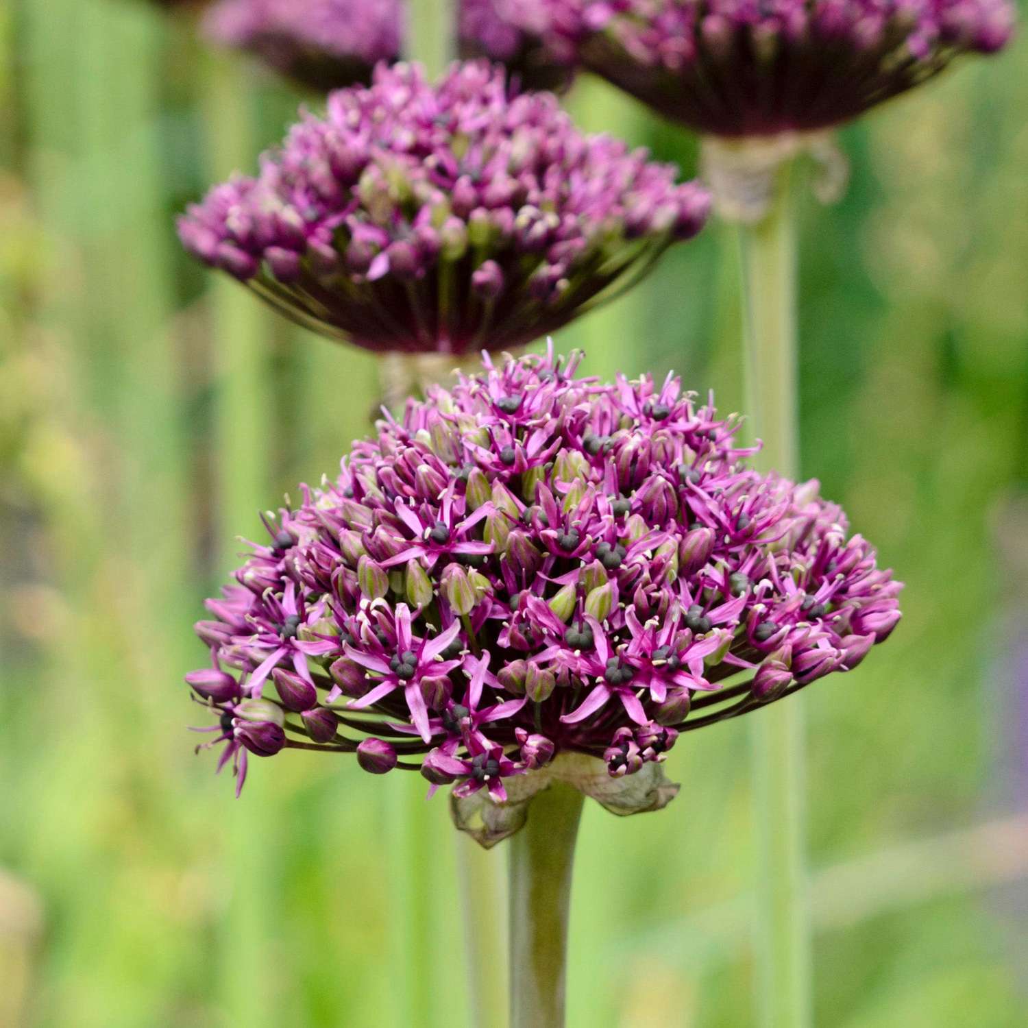 Allium (Zierlauch) 'Atropurpereum' - Allium