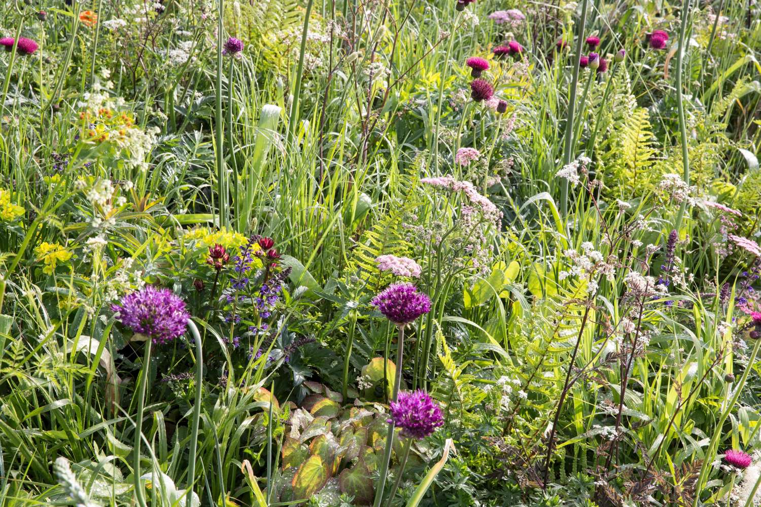 Allium (Zierlauch) 'Atropurpereum' - Allium