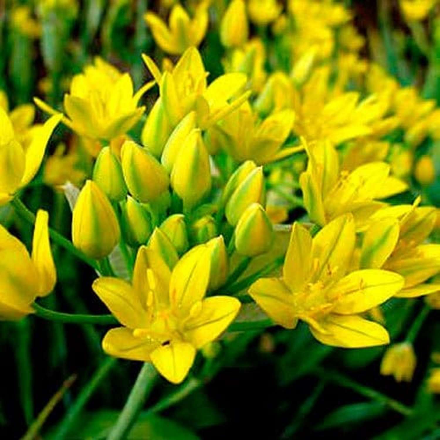 Allium (Zierlauch) 'Moly' - Allium