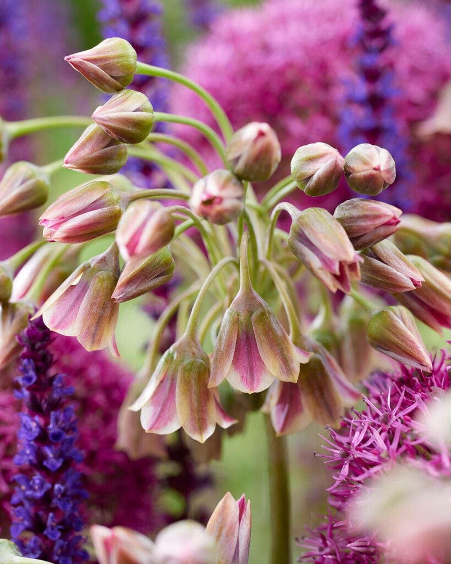 Allium (Zierlauch) 'Nectaroscordum Siculum' - Allium