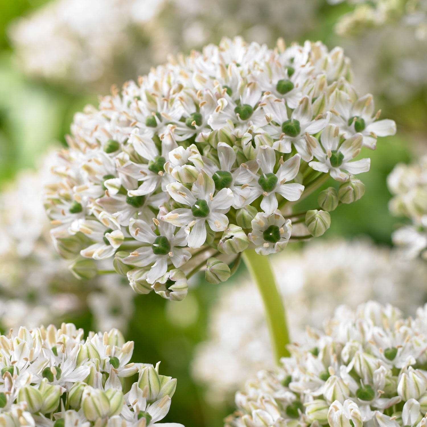 Allium (Zierlauch) 'Nigrum' - Allium