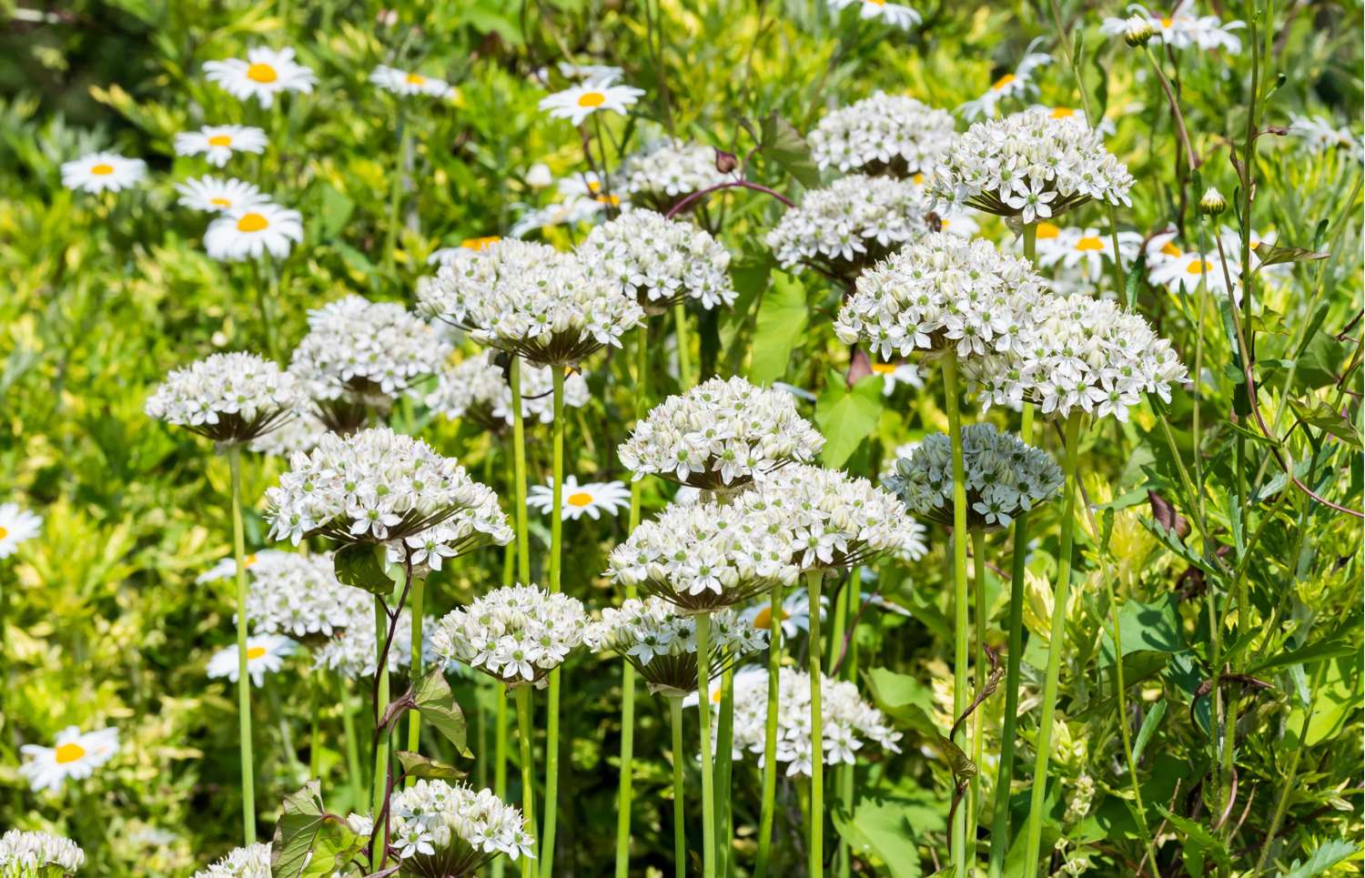 Allium (Zierlauch) 'Nigrum' - Allium