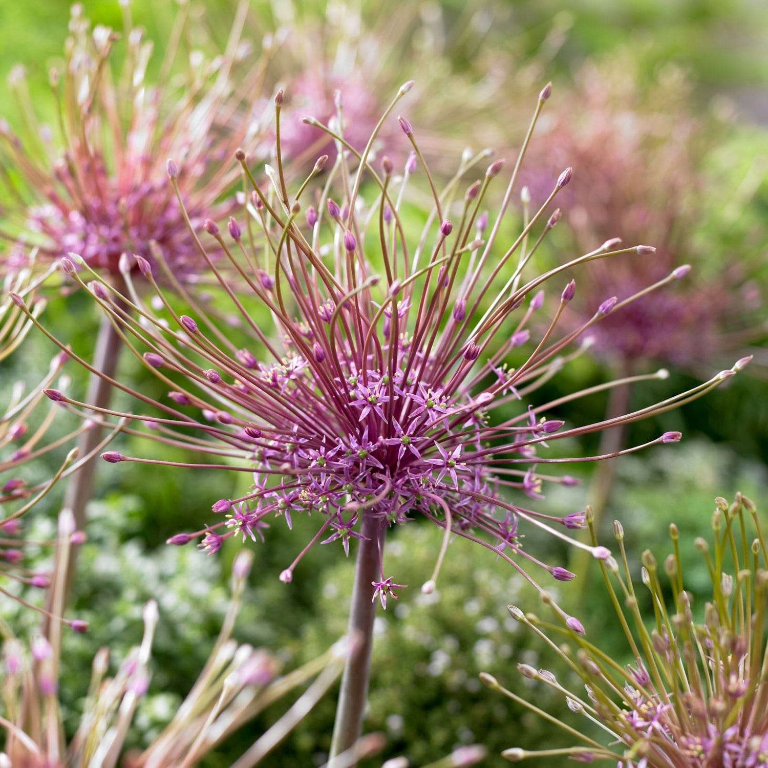 Allium (Zierlauch) 'Schubertii' - Allium