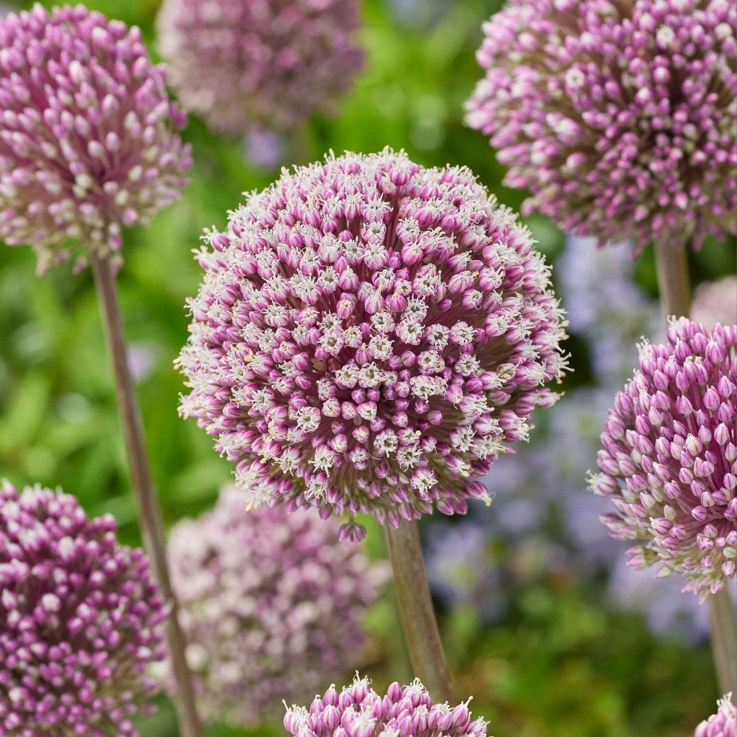 Allium (Zierlauch) 'Summer Drummer' - Allium