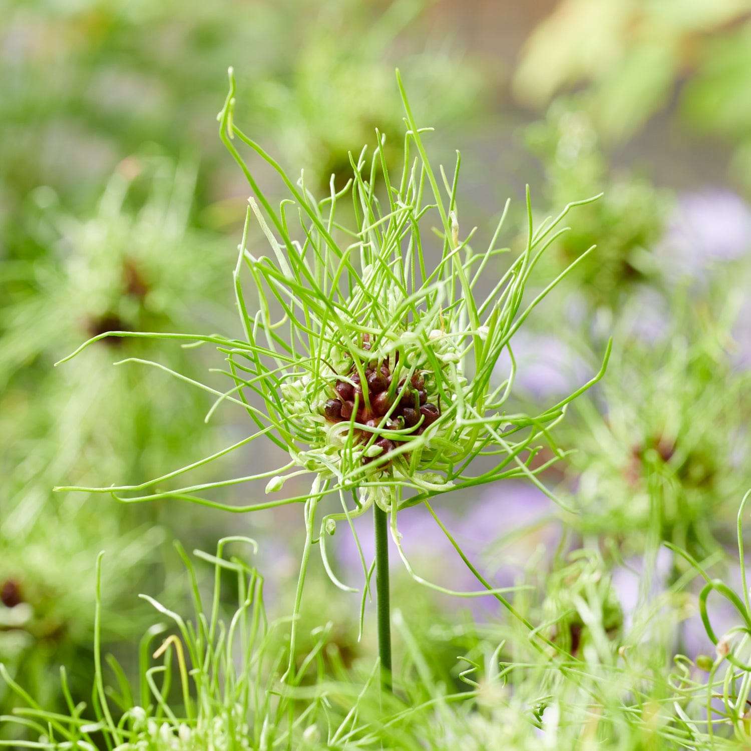 Allium (Zierlauch) Vineale 'Hair' - Allium