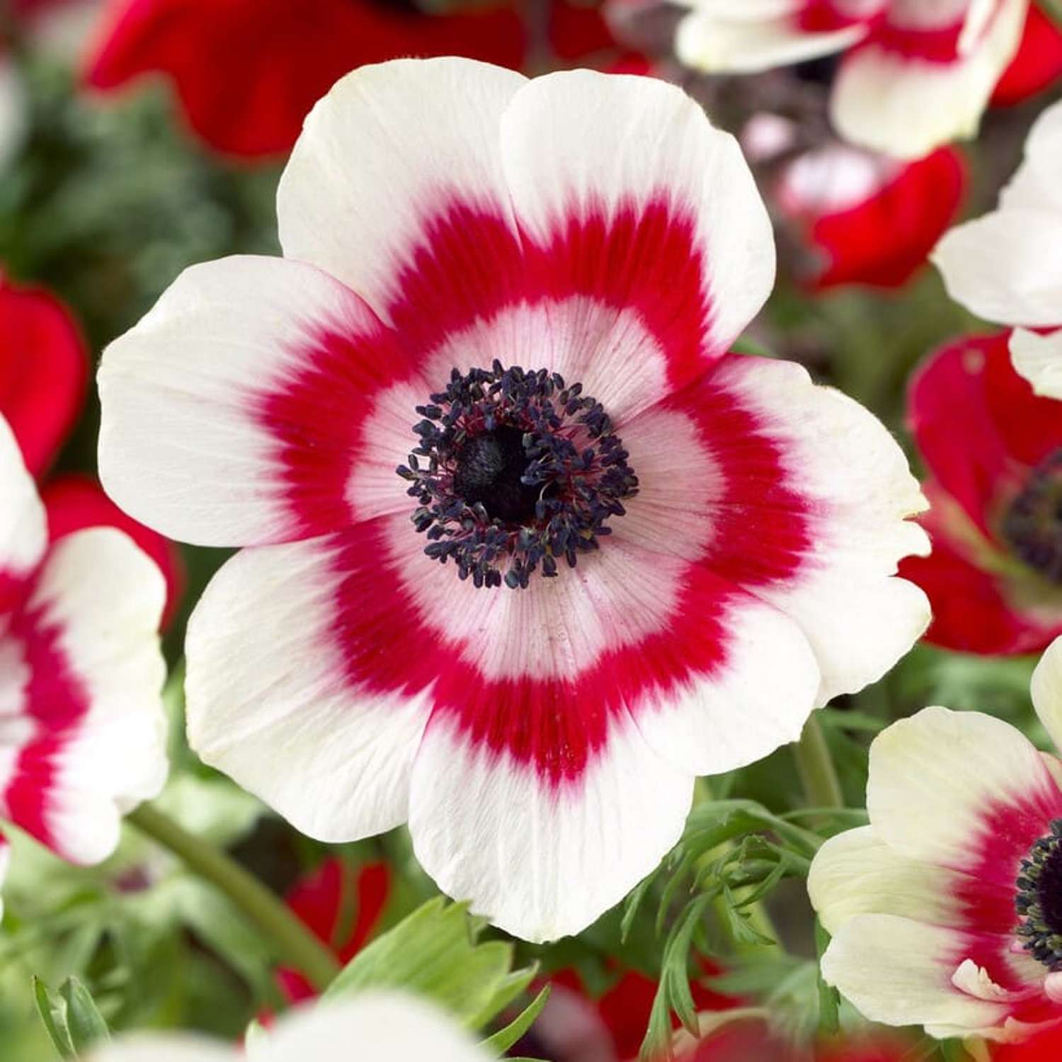 Anemone 'Bicolour Rot - weiß' - Anemone