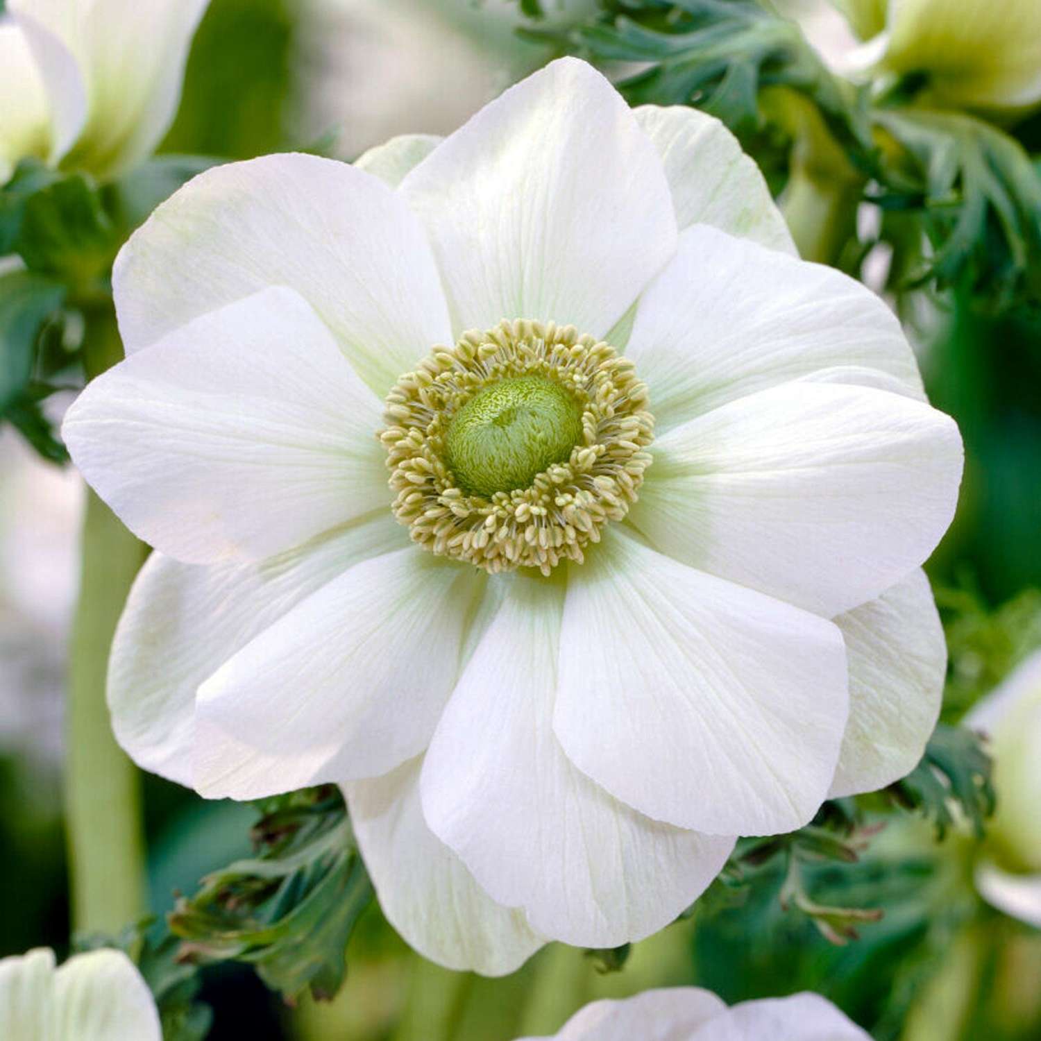 Anemone 'Bride' - Anemone
