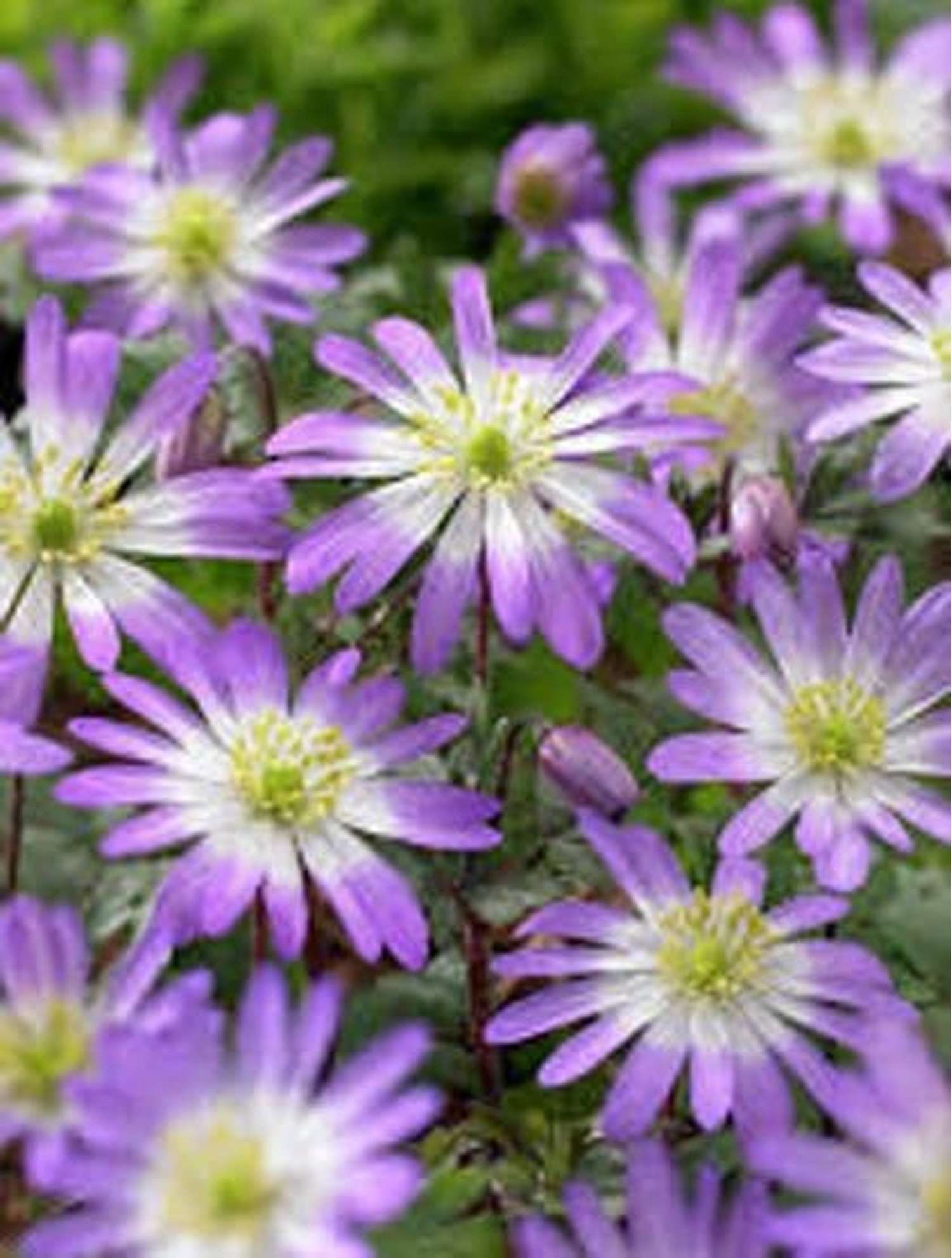 Anemone 'Charmer' - Anemone