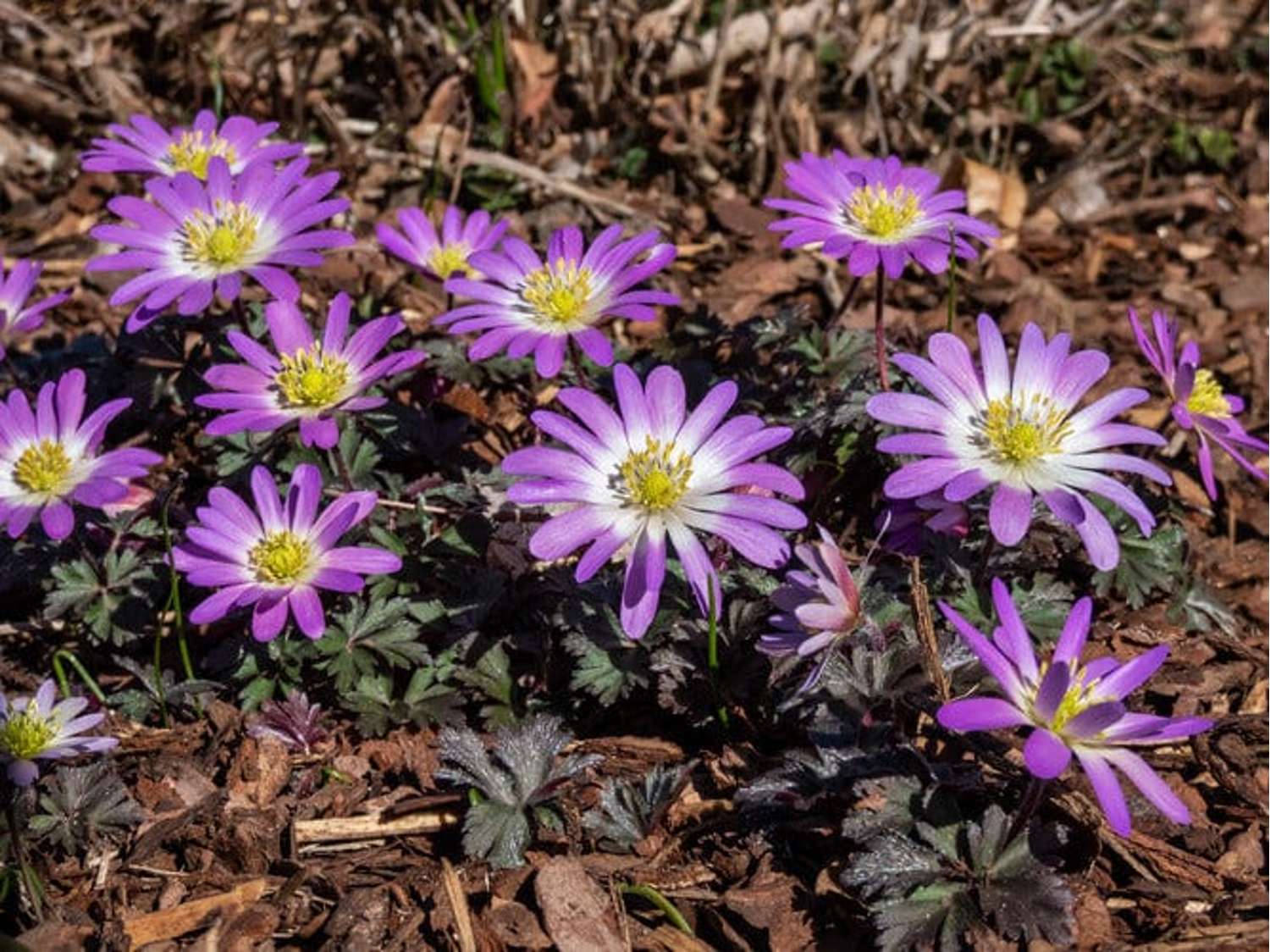 Anemone 'Charmer' - Anemone