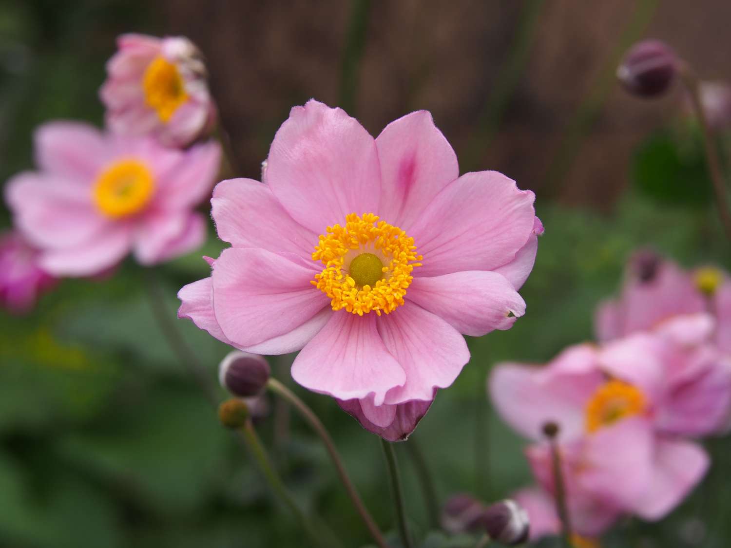 Anemone ‘Königin Charlotte’