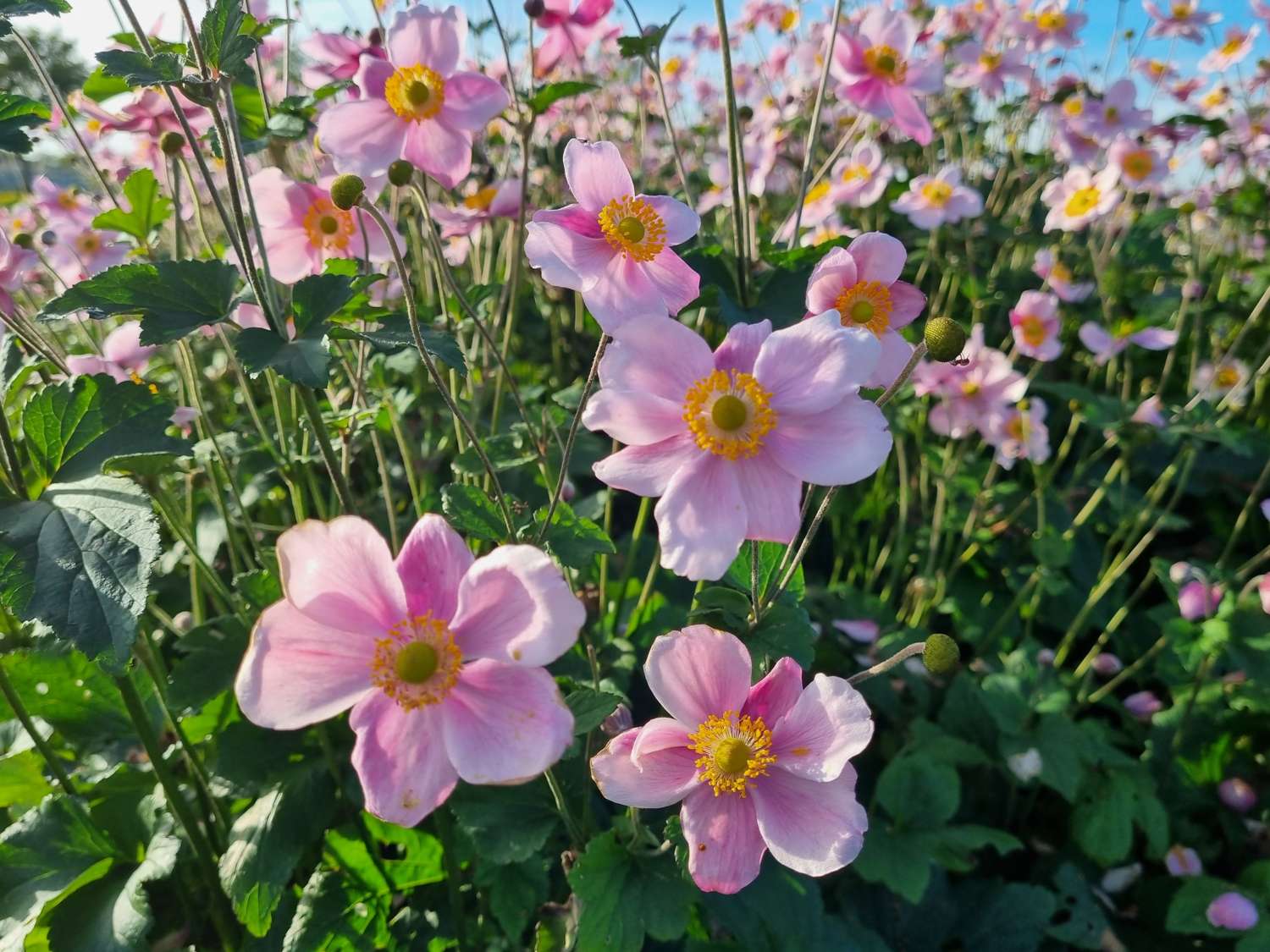 Anemone ‘Königin Charlotte’