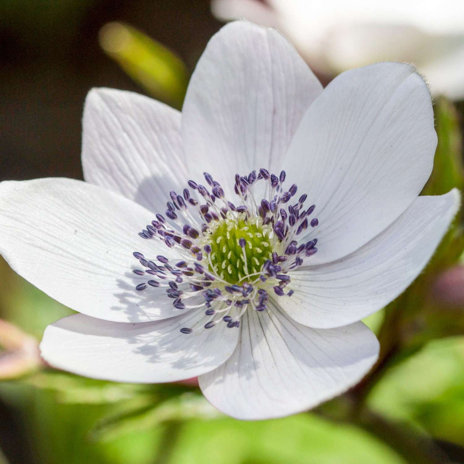 Anemone ‘Leveillei’
