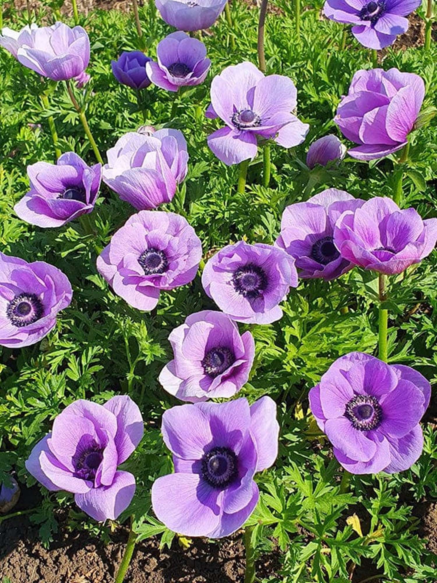Anemone 'Rainbow Lavender' - Anemone