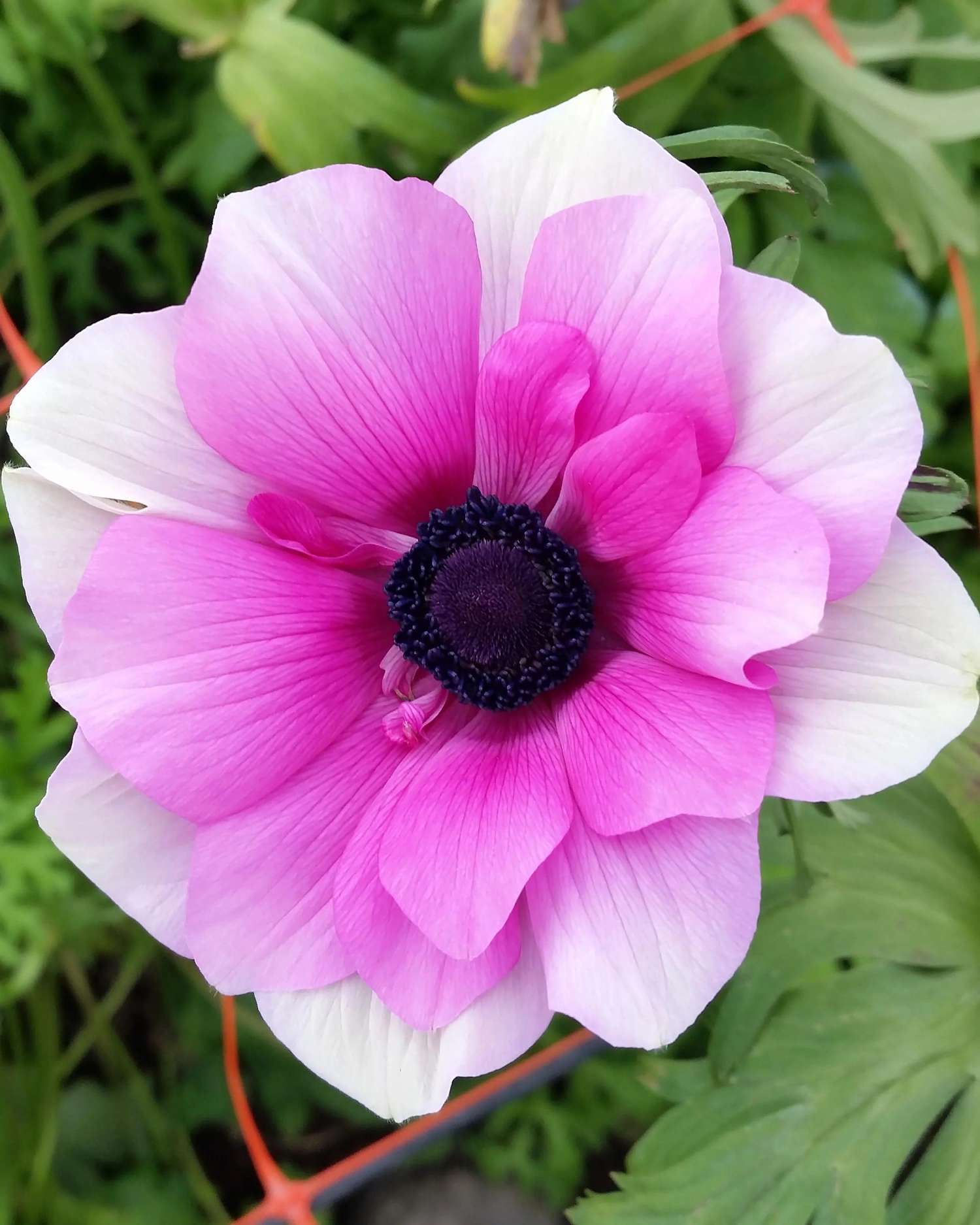 Anemone 'Rainbow Pink & White' - Anemone