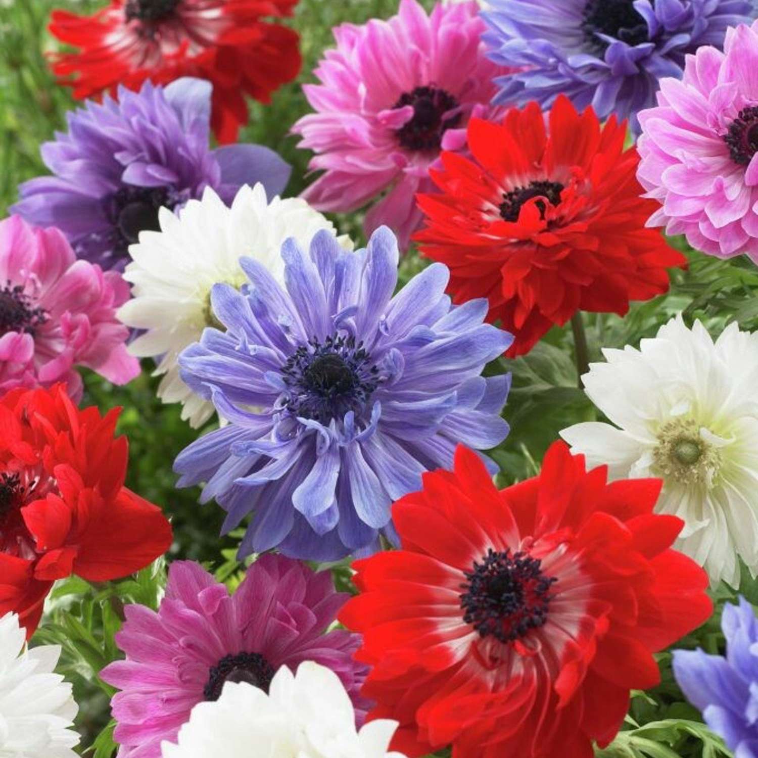 Anemone 'St. Brigid' - Anemone