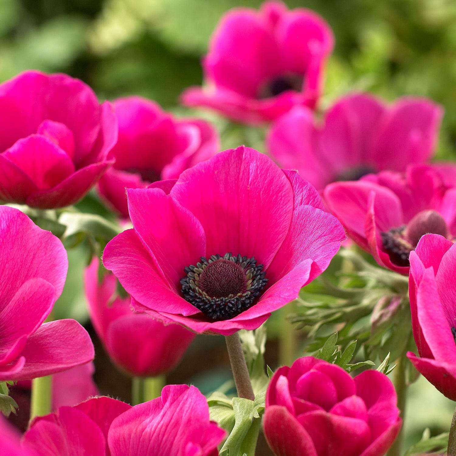 Anemone 'Sylphide' - Anemone