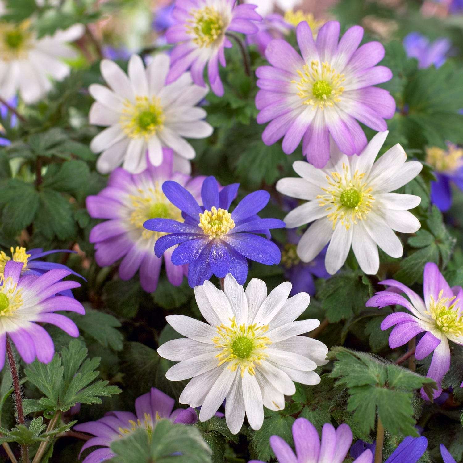 Anemonen - Mischung 'Blanda' - Anemone