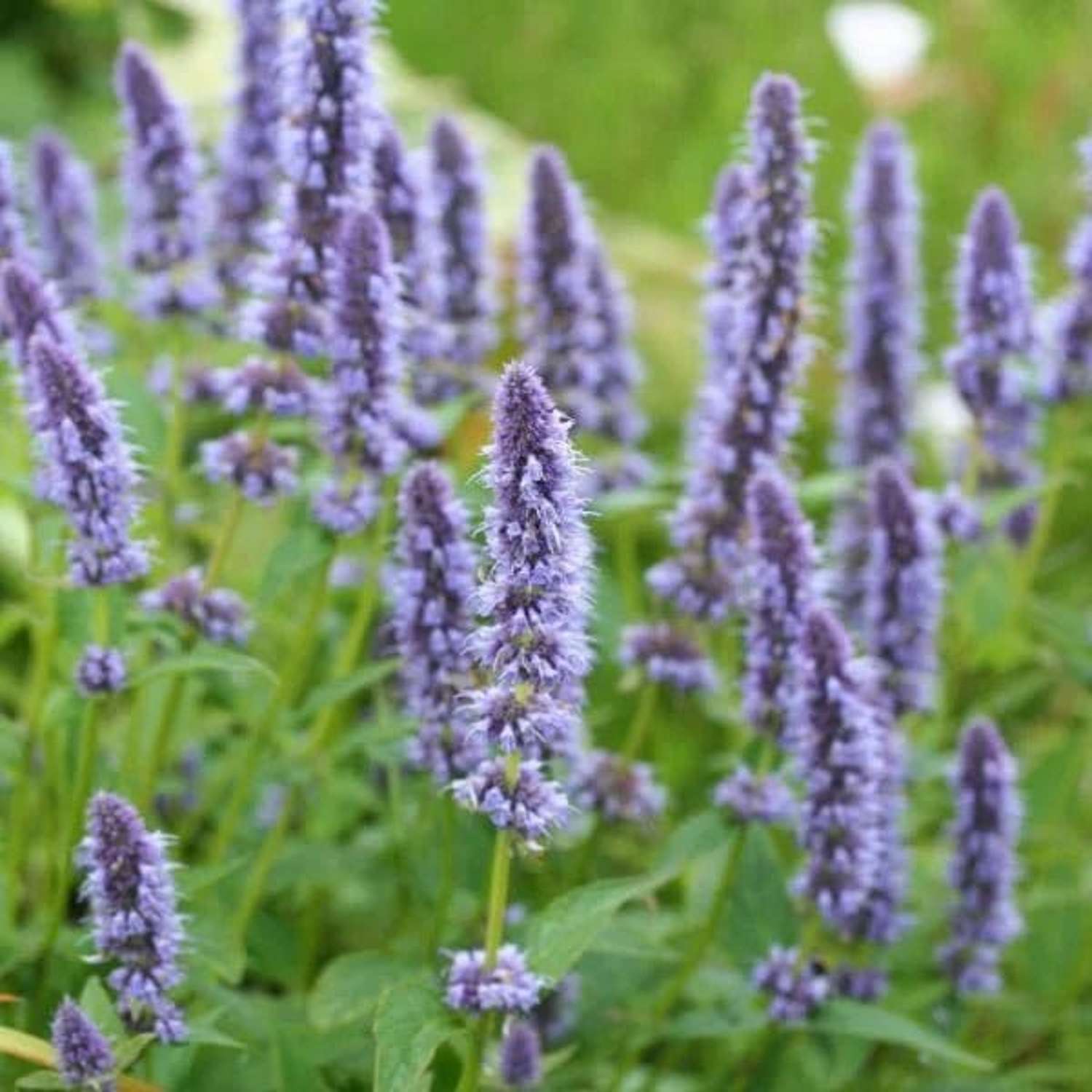 Anis-Duftnessel ‘Blue Fortune’