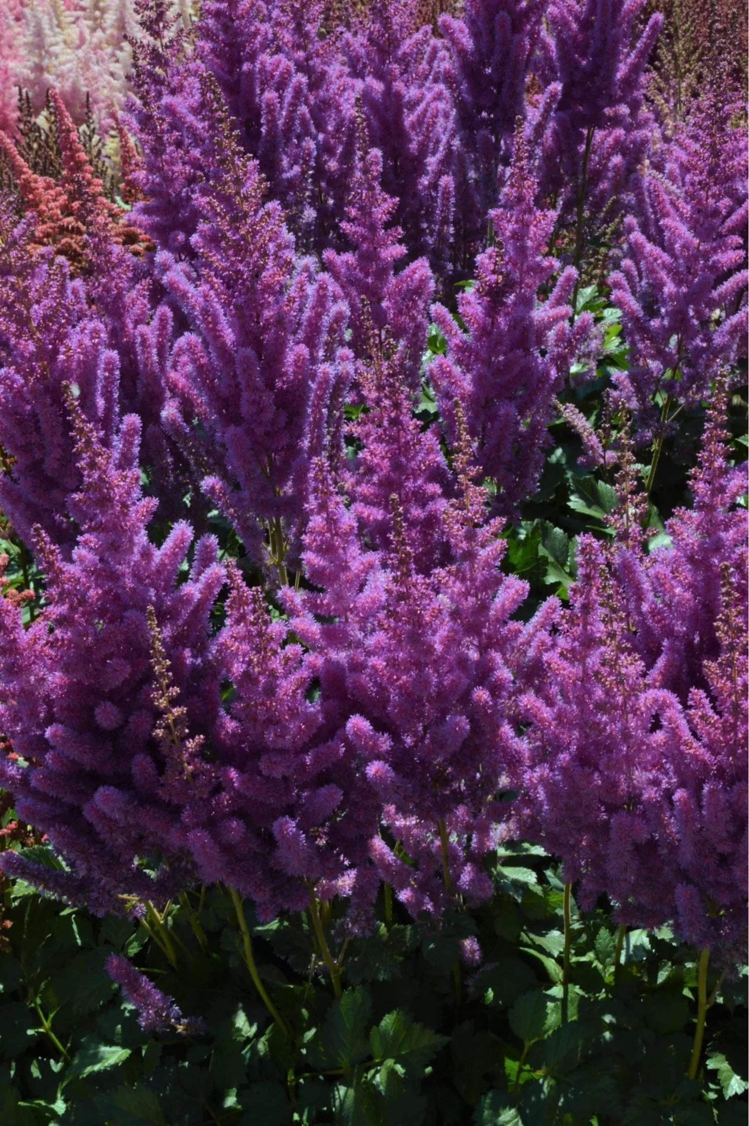Astilbe ‘Black Pearl’