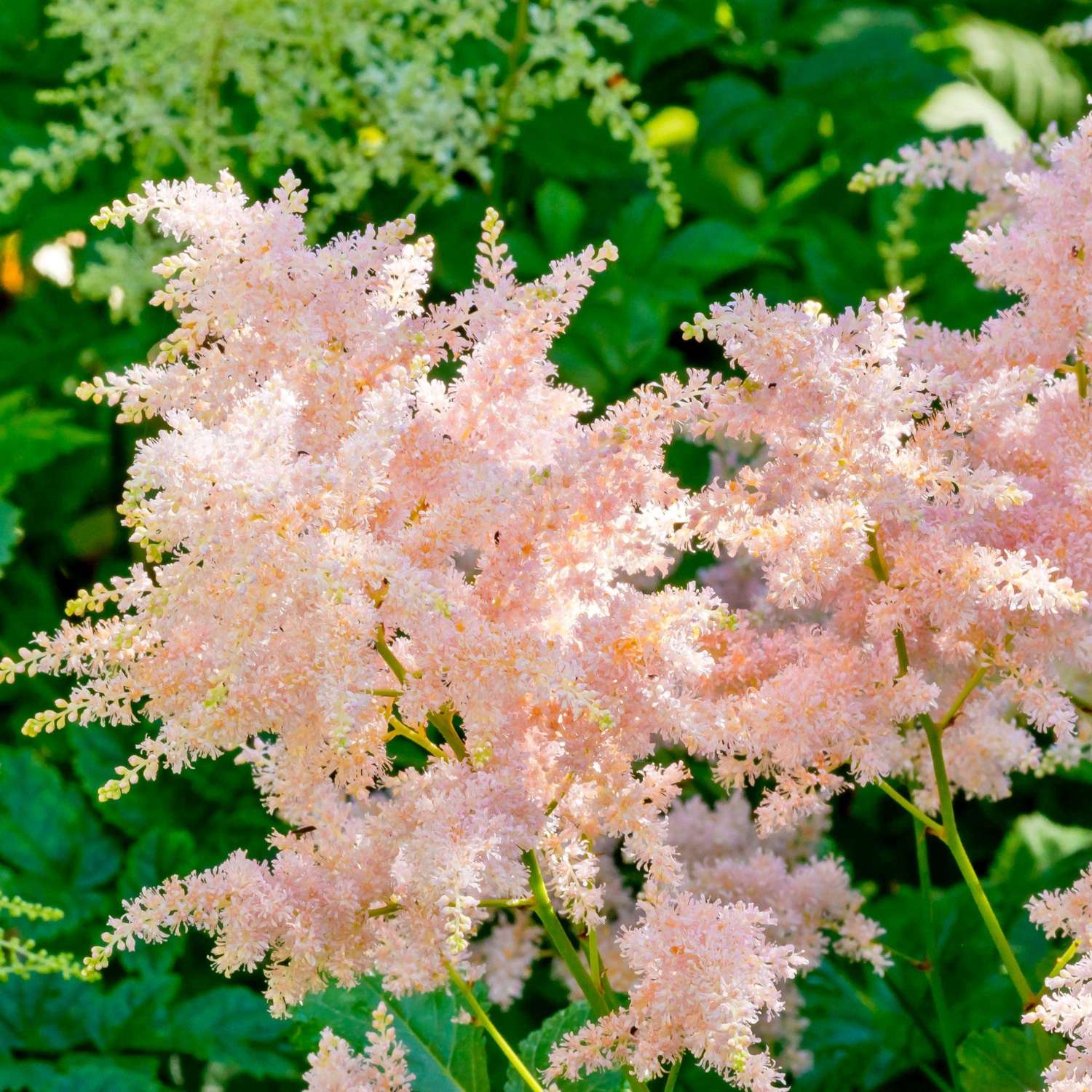 Astilbe ‘Peach Blossom’
