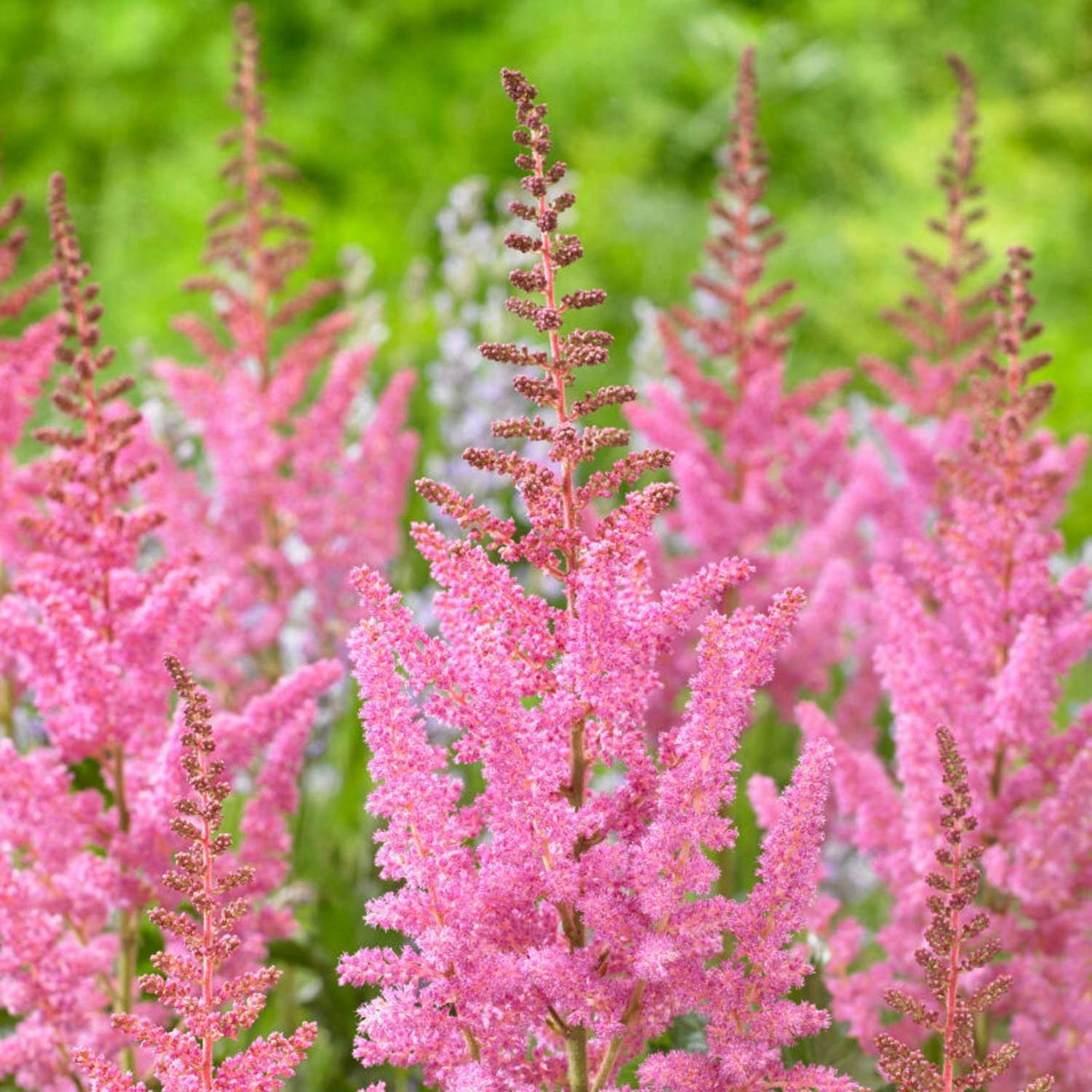 Astilbe ‘Vision in Pink’