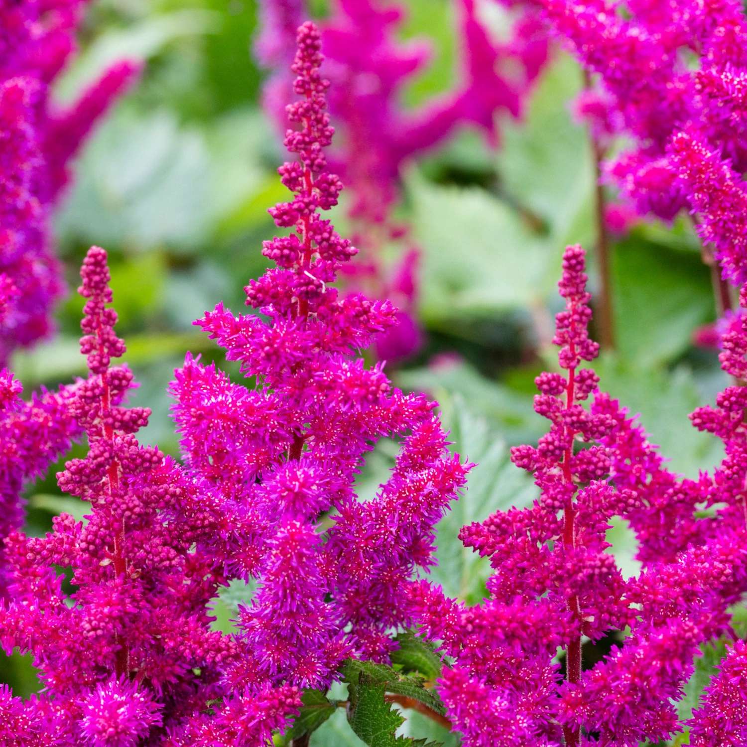 Astilbe 'Vision in Red'