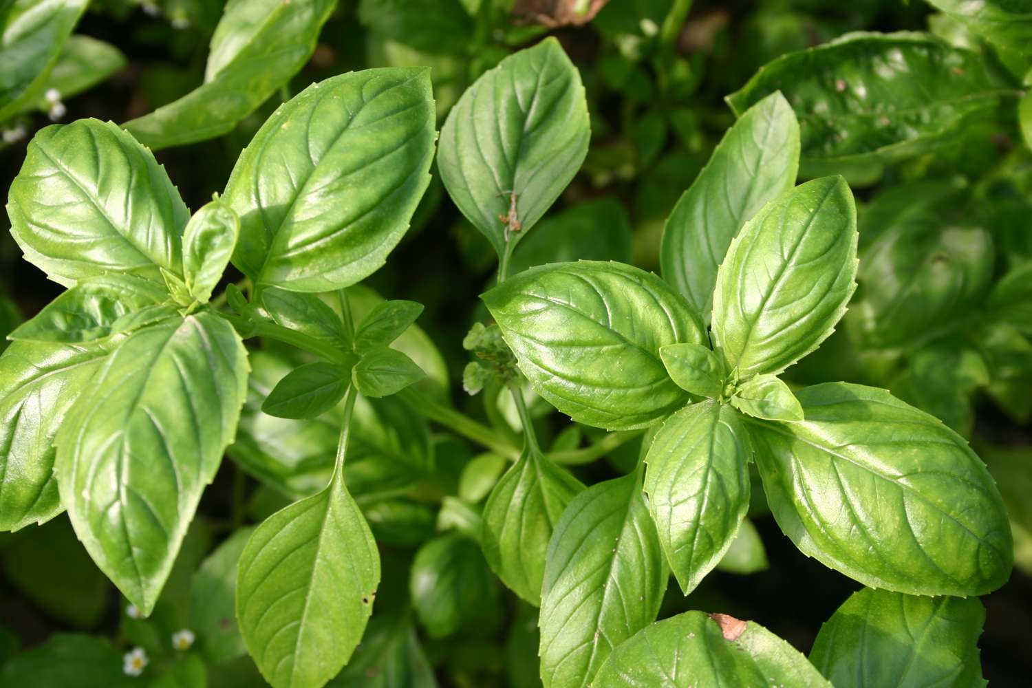 Basilikum 'Genovese' (BIO-Samen)