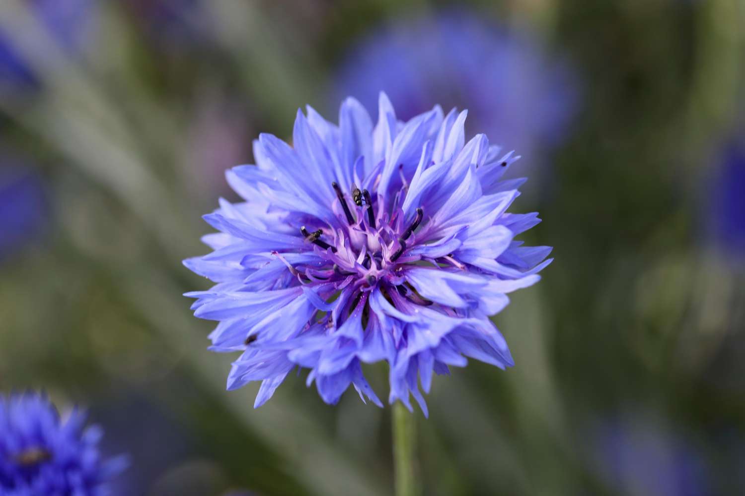 Blaue Kornblume (Samen)