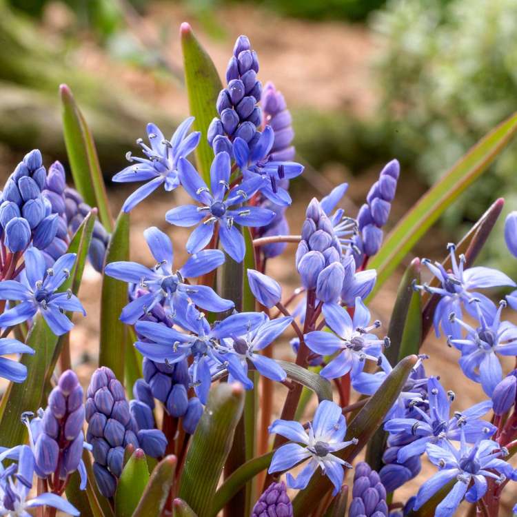Blaustern (Scilla) 'Bifolia Blue'