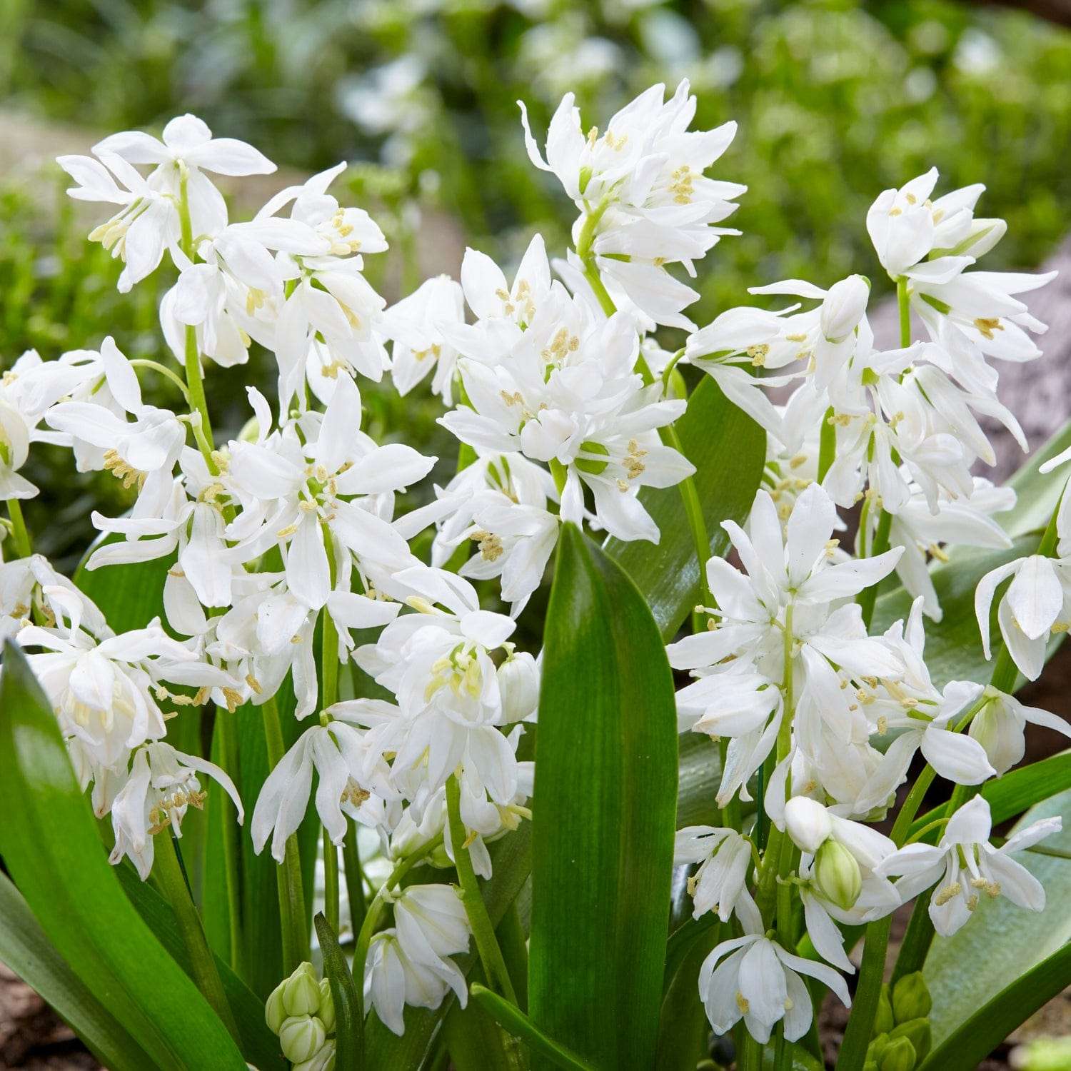 Puschkinia libanotica Alba (Porzellan-Hyazinthe)