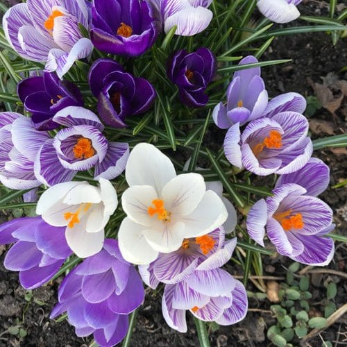 Blauer Himmel. Krokus-Mischung - Blumenwelt